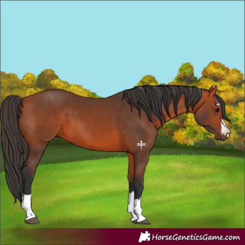 Horse Color:Bay 