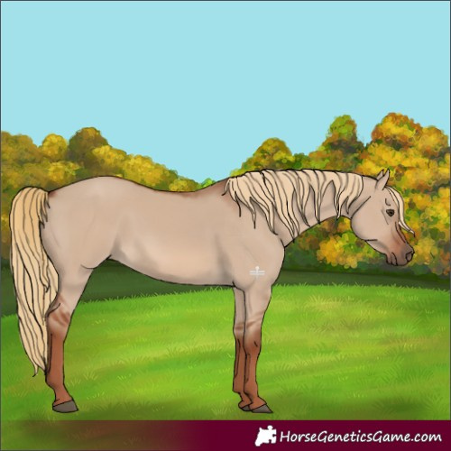 Horse Color:Red Dun 