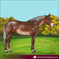 Horse Color:Silver Brown Sabino Rabicano 