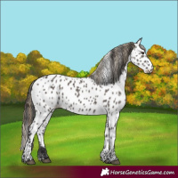 Horse Color:Smoky Grullo Near Leopard