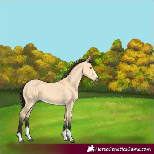 Horse Color:Buckskin Dun