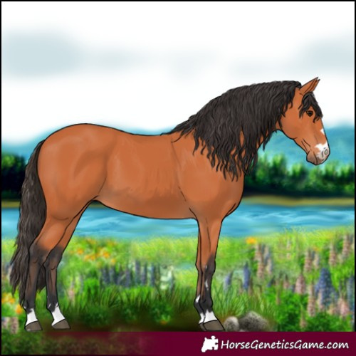 Horse Color:Bay 