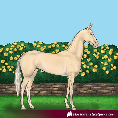 Horse Color:Gold Cream Champagne