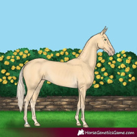 Horse Color:Gold Cream Champagne
