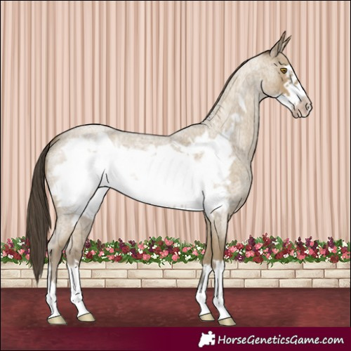 Horse Color:Classic Cream Champagne Roan Frame 