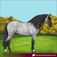 Horse Color:Blue Roan