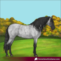 Horse Color:Blue Roan