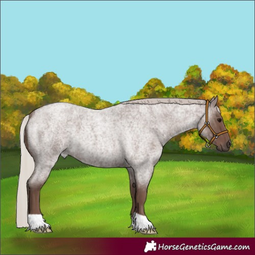 Horse Color:Silver Blue Roan 