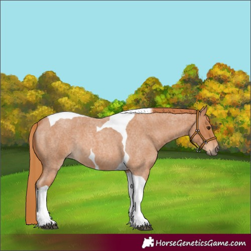 Horse Color:Red Roan Tobiano 