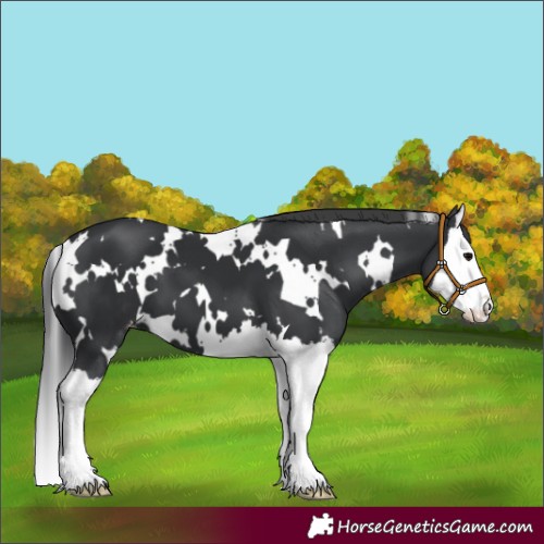 Horse Color:White Spotted Black Splash Varnish