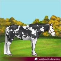 Horse Color:White Spotted Black Splash Varnish 