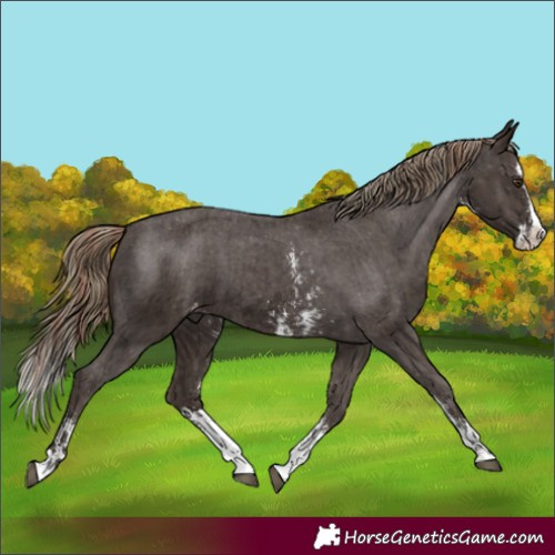 Horse Color:Liver Chestnut Sabino Splash Varnish and Liver Chestnut Sabino Splash Varnish
