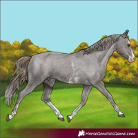 Horse Color:Liver Chestnut Sabino Splash Appaloosa  and Liver Chestnut Sabino Splash Appaloosa 