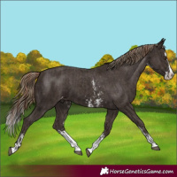 Horse Color:Liver Chestnut Sabino Splash Appaloosa  and Liver Chestnut Sabino Splash Appaloosa 