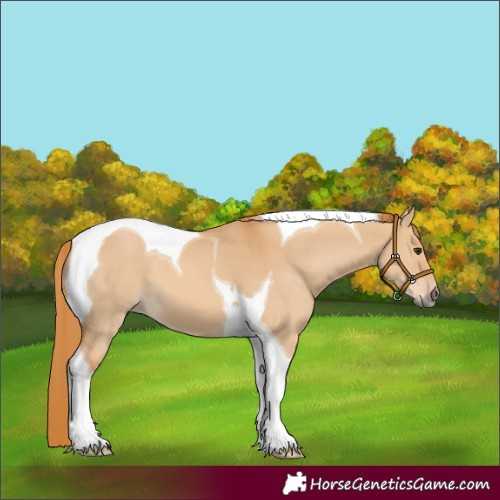 Horse Color:Red Dun Tobiano 