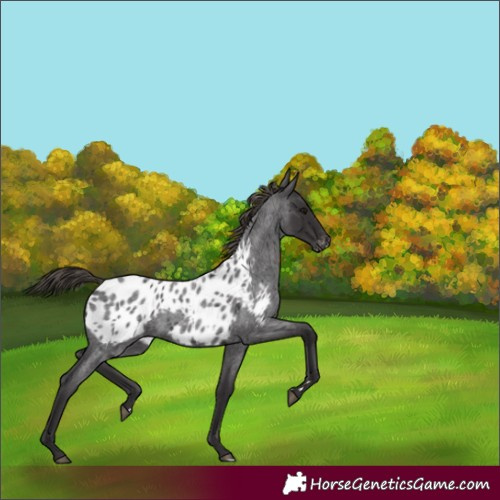 Horse Color:Smoky Blue Roan Appaloosa 