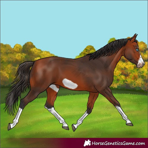 Horse Color:Bay Splash Frame 