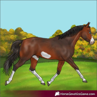 Horse Color:Bay Splash Frame 