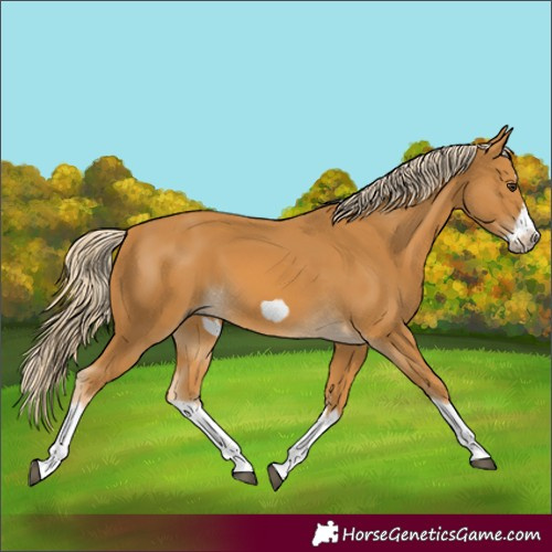 Horse Color:Palomino Splash Frame