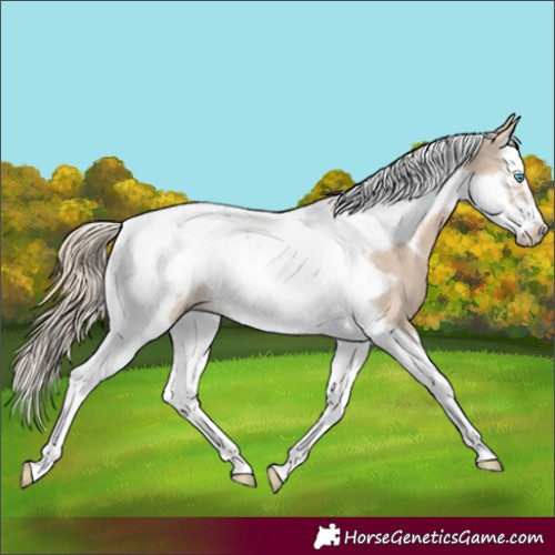 Horse Color:Smoky Creme Splash Tobiano Frame 