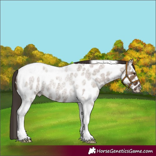 Horse Color:Liver Red Dun Roan Tobiano Appaloosa