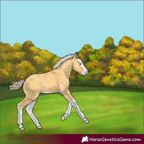 Horse Color:Palomino Dun Splash 
