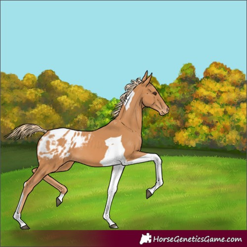 Horse Color:Chestnut Tobiano Appaloosa 