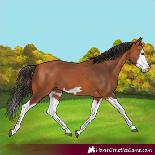 Horse Color:Bay Splash Frame