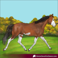 Horse Color:Bay Splash Frame