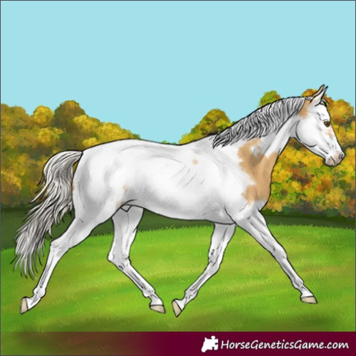Horse Color:Silver Buckskin Dun Splash Tobiano Frame 
