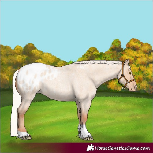 Horse Color:Silver Classic Champagne Roan Dun Appaloosa
