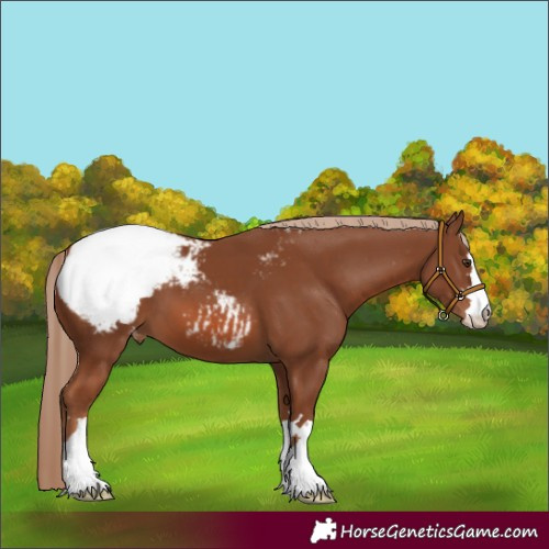 Horse Color:Chestnut Appaloosa