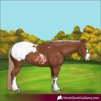 Horse Color:Chestnut Snowcap