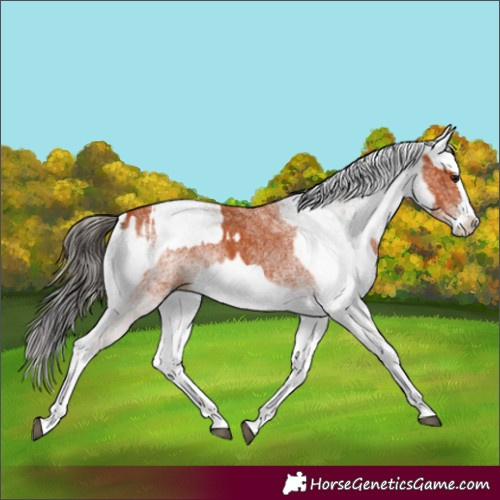 Horse Color:White Spotted Bay Splash  and White Spotted Bay Splash 