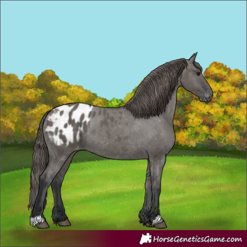 Horse Color:Grullo Blanket Rabicano