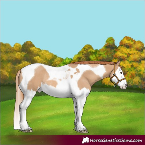 Horse Color:Red Dun Splash Tobiano Rabicano 