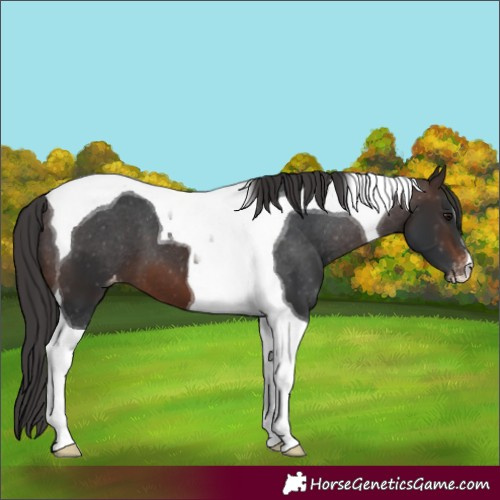 Horse Color:Brown Tobiano Appaloosa 