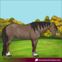 Horse Color:Liver Red Dun Rabicano 