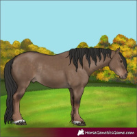 Horse Color:Liver Red Dun Rabicano 
