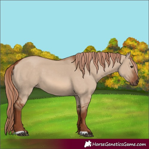 Horse Color:Red Dun 