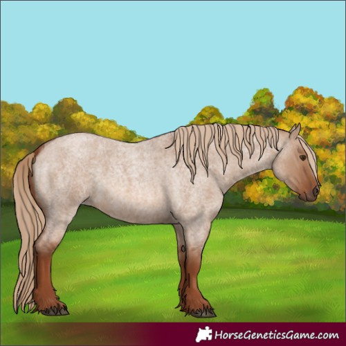 Horse Color:Red Dun Roan 
