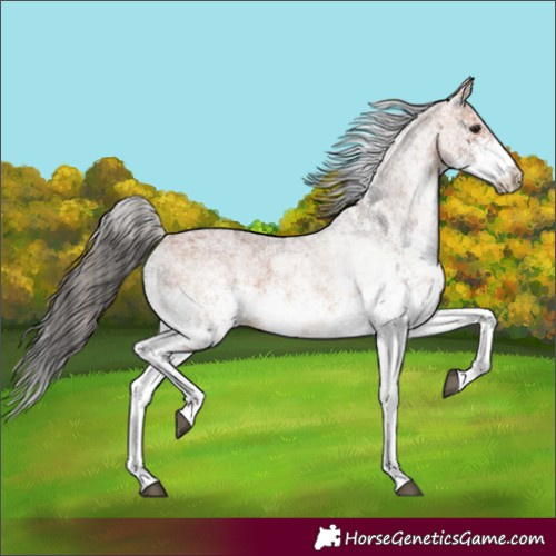 Horse Color:White Spotted Bay 