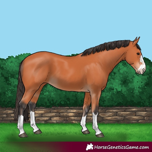 Horse Color:Unknown 