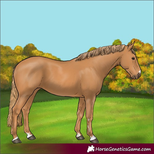 Horse Color:Unknown