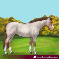 Horse Color:Liver Red Roan Pearl Tobiano Frame 