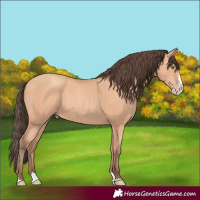 Horse Color:Amber Champagne Splash