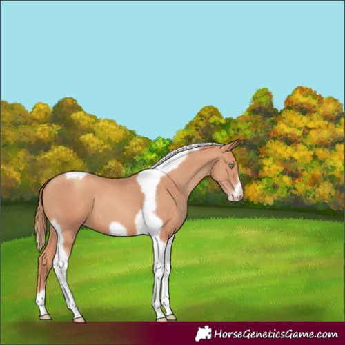 Horse Color:Gold Champagne Tobiano Frame 