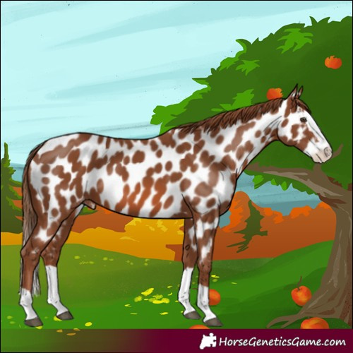 Horse Color:Chestnut Splash Appaloosa