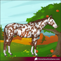Horse Color:Chestnut Splash Appaloosa 