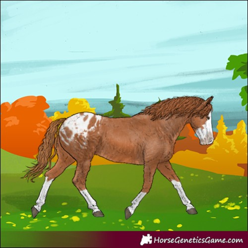 Horse Color:Chestnut Splash Blanket